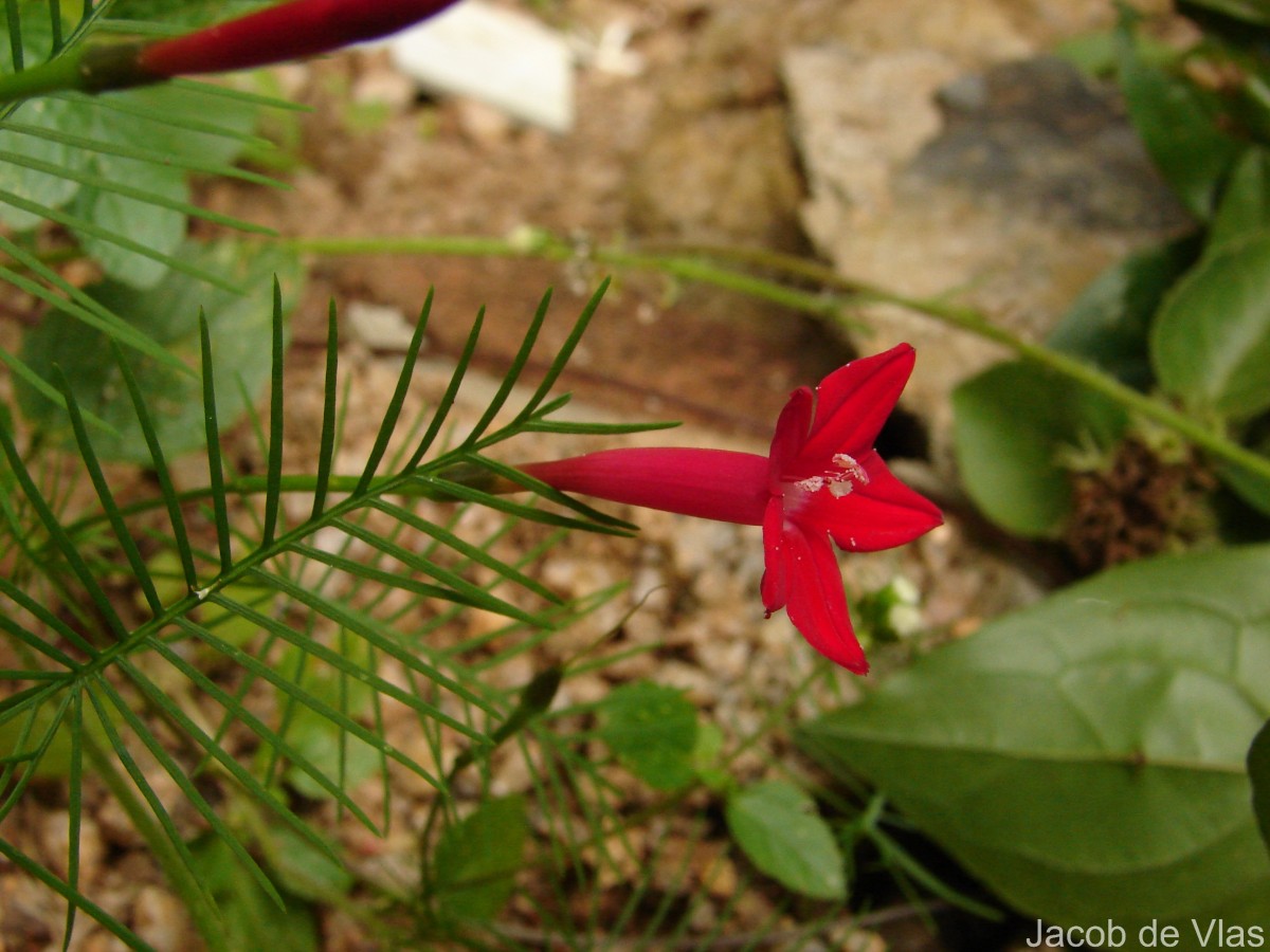Ipomoea quamoclit L.